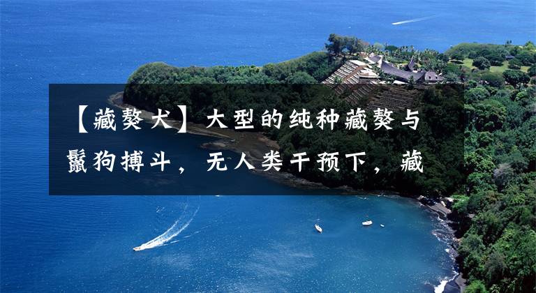 【藏獒犬】大型的纯种藏獒与鬣狗搏斗，无人类干预下，藏獒能打赢吗？
