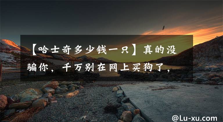 【哈士奇多少钱一只】真的没骗你，千万别在网上买狗了，花300买的哈士奇丑哭了！