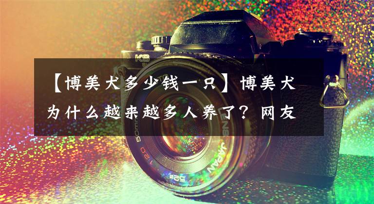 【博美犬多少钱一只】博美犬为什么越来越多人养了？网友：养了之后就不想换狗了