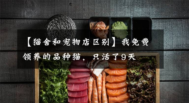 【猫舍和宠物店区别】我免费领养的品种猫,只活了9天