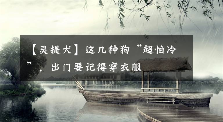 【灵提犬】这几种狗“超怕冷”,出门要记得穿衣服