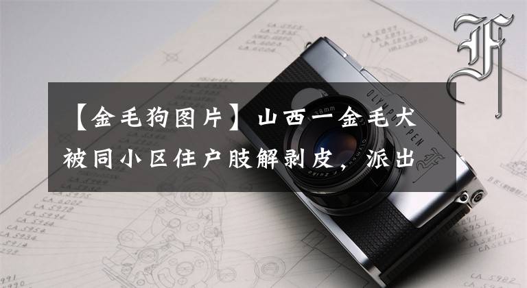 【金毛狗图片】山西一金毛犬被同小区住户肢解剥皮，派出所：已移交刑警队