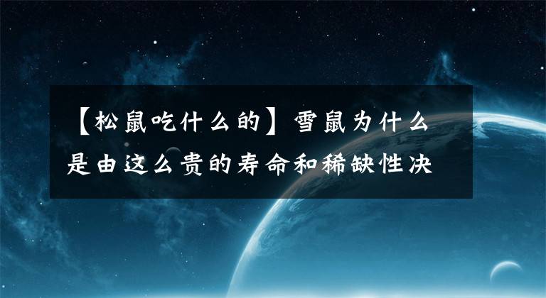 【松鼠吃什么的】雪鼠为什么是由这么贵的寿命和稀缺性决定的?