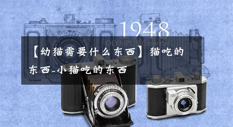 【幼猫需要什么东西】猫吃的东西-小猫吃的东西