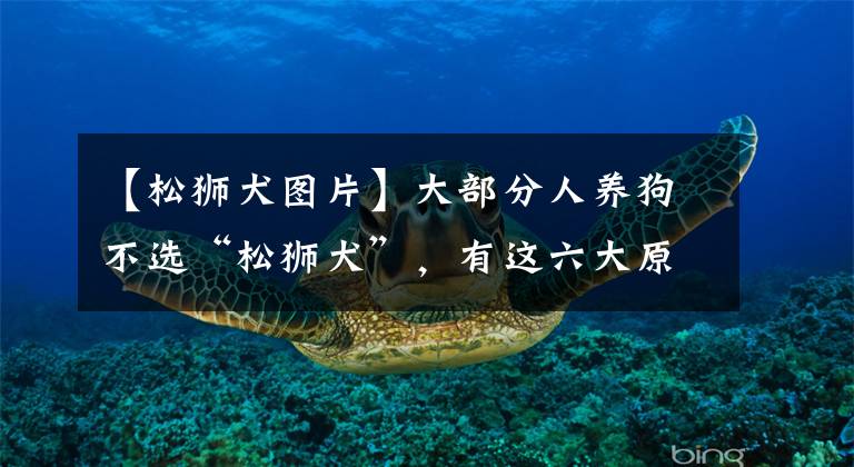 【松狮犬图片】大部分人养狗不选“松狮犬”，有这六大原因