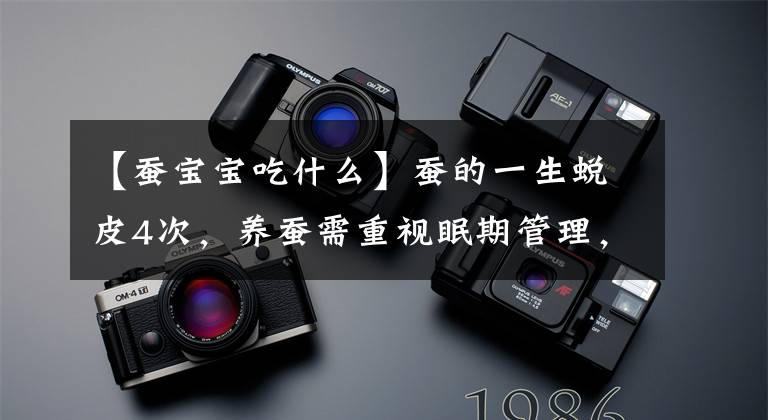 【蚕宝宝吃什么】蚕的一生蜕皮4次,养蚕需重视眠期管理,6个技术要点得掌握