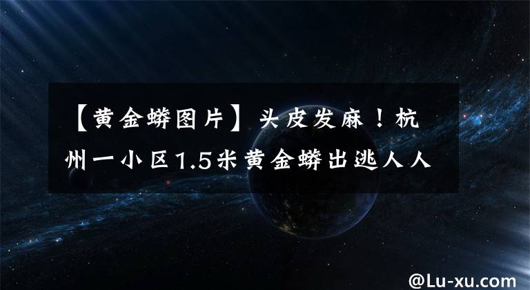 【黄金蟒图片】头皮发麻!杭州一小区1.5米黄金蟒出逃人人自危,蟒蛇究竟怕啥?