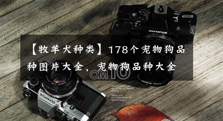 【牧羊犬种类】178个宠物狗品种图片大全，宠物狗品种大全