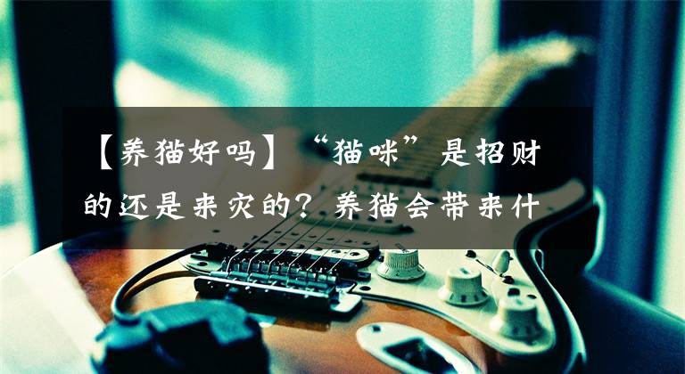 【养猫好吗】“猫咪”是招财的还是来灾的？养猫会带来什么运气？