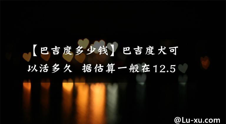 【巴吉度多少钱】巴吉度犬可以活多久 据估算一般在12.5岁