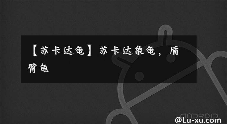 【苏卡达龟】苏卡达象龟，盾臂龟