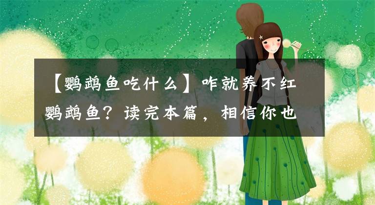 【鹦鹉鱼吃什么】咋就养不红鹦鹉鱼？读完本篇，相信你也可以养出通红的鹦鹉鱼