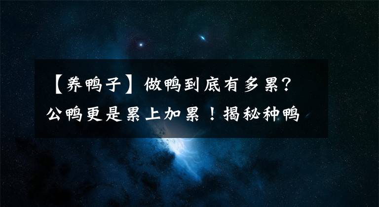 【养鸭子】做鸭到底有多累?公鸭更是累上加累!揭秘种鸭的生活