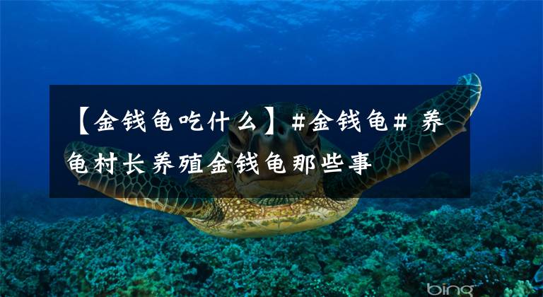 【金钱龟吃什么】#金钱龟# 养龟村长养殖金钱龟那些事