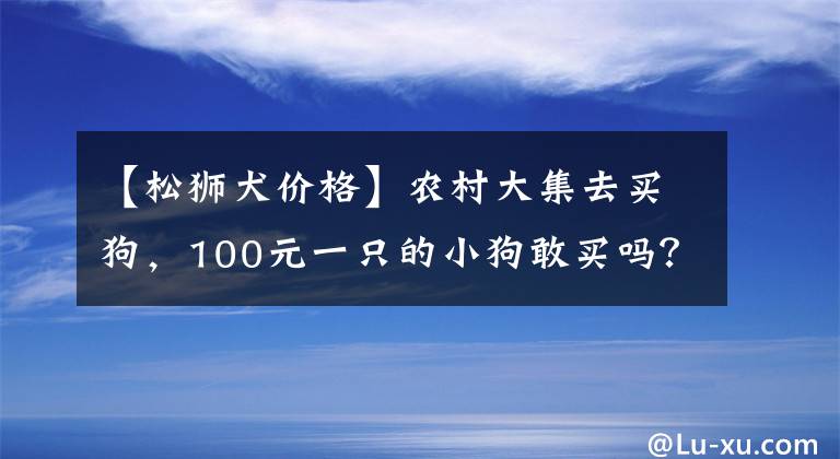 【松狮犬价格】农村大集去买狗，100元一只的小狗敢买吗？