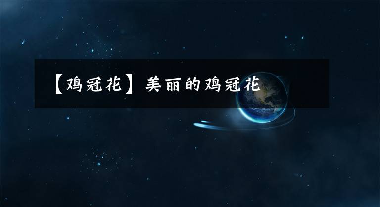 【鸡冠花】美丽的鸡冠花