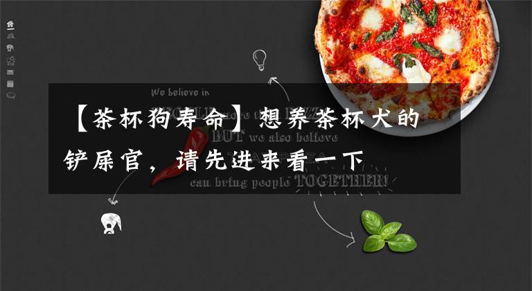 【茶杯狗寿命】想养茶杯犬的铲屎官，请先进来看一下