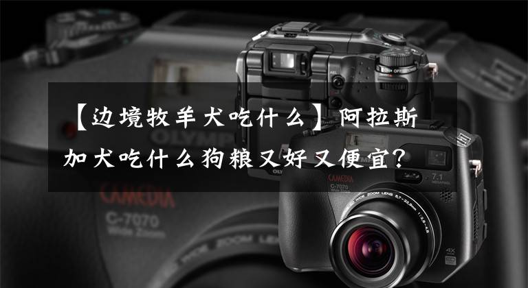 【边境牧羊犬吃什么】阿拉斯加犬吃什么狗粮又好又便宜？