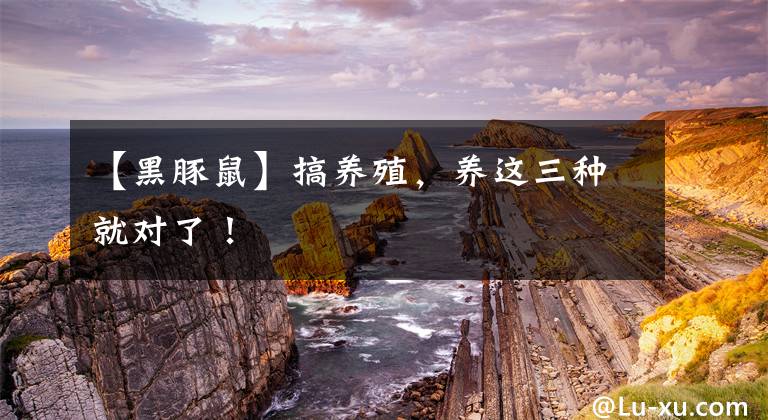 【黑豚鼠】搞养殖，养这三种就对了！