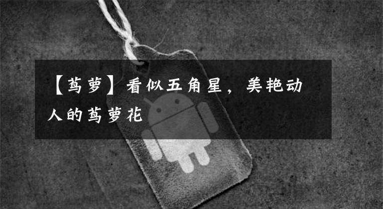 【茑萝】看似五角星，美艳动人的茑萝花