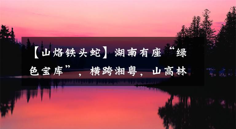 【山烙铁头蛇】湖南有座“绿色宝库”，横跨湘粤，山高林密，出产特有的剧毒蛇