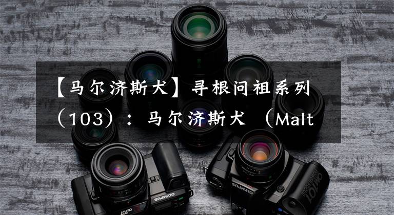 【马尔济斯犬】寻根问祖系列(103):马尔济斯犬 (Maltese)