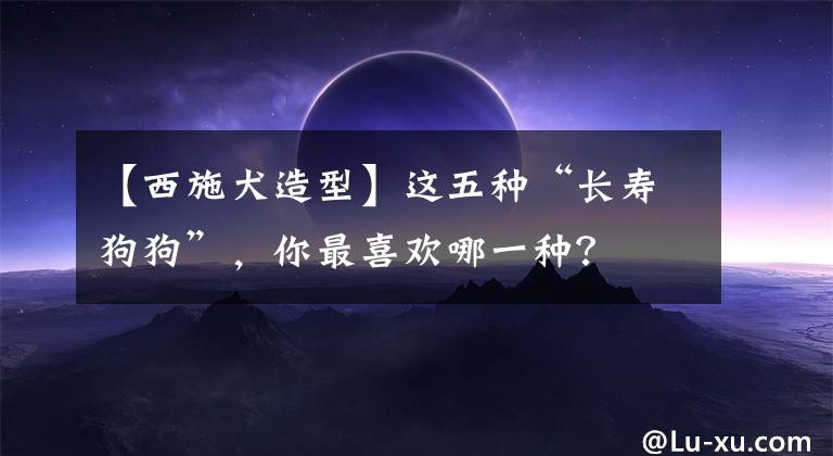 【西施犬造型】这五种“长寿狗狗”,你最喜欢哪一种?