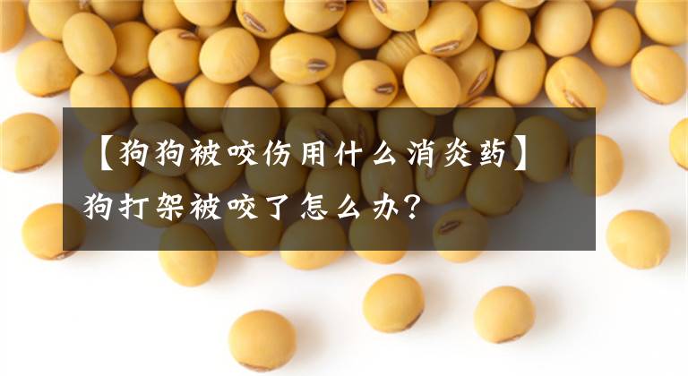 【狗狗被咬伤用什么消炎药】狗打架被咬了怎么办？