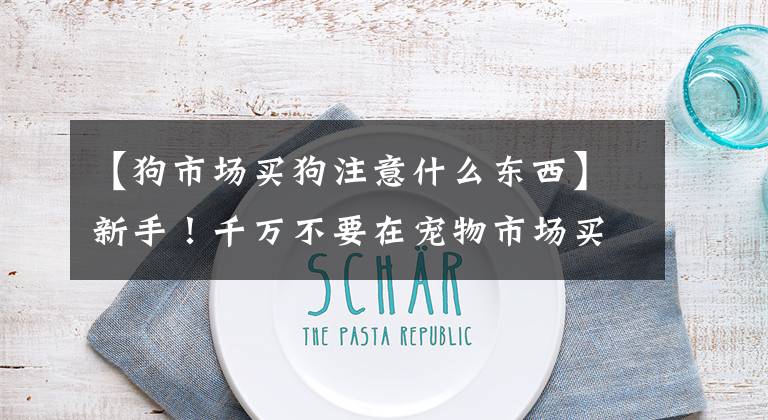 【狗市场买狗注意什么东西】新手！千万不要在宠物市场买宠物！这几点一定要注意