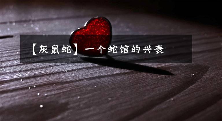 【灰鼠蛇】一个蛇馆的兴衰