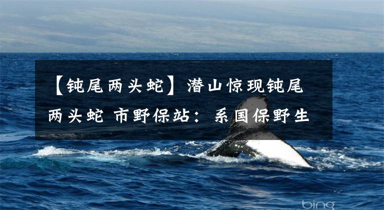 【钝尾两头蛇】潜山惊现钝尾两头蛇 市野保站:系国保野生动物