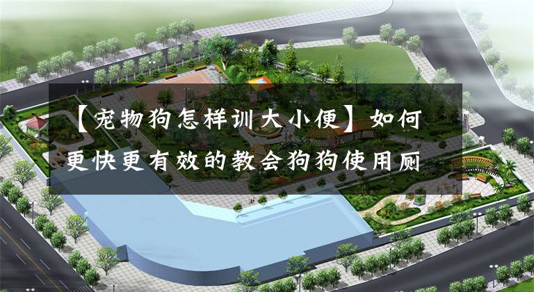 【宠物狗怎样训大小便】如何更快更有效的教会狗狗使用厕所？