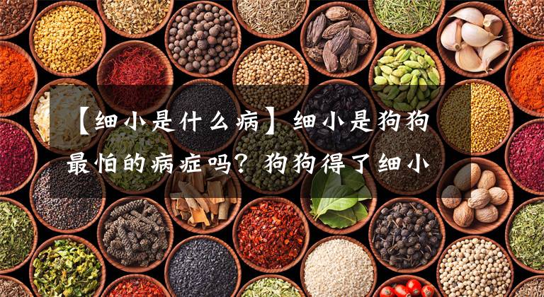 【细小是什么病】细小是狗狗最怕的病症吗？狗狗得了细小，主人该怎么做