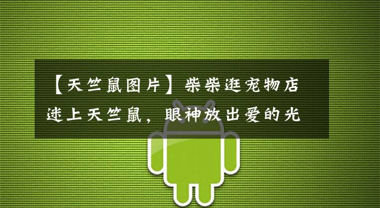 【天竺鼠图片】柴柴逛宠物店迷上天竺鼠，眼神放出爱的光波：好想养哦