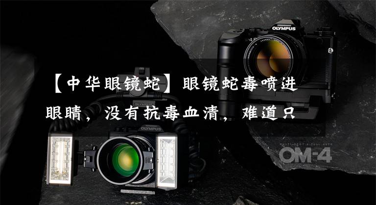 【中华眼镜蛇】眼镜蛇毒喷进眼睛，没有抗毒血清，难道只能失明？传统土法有奇效