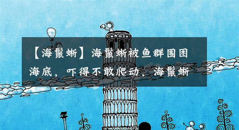 【海鬣蜥】海鬣蜥被鱼群围困海底，吓得不敢爬动，海鬣蜥长得很凶狠却很温顺