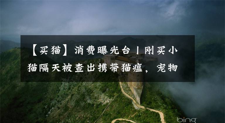 【买猫】消费曝光台丨刚买小猫隔天被查出携带猫瘟，宠物店：只换不退