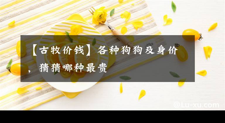 【古牧价钱】各种狗狗及身价，猜猜哪种最贵