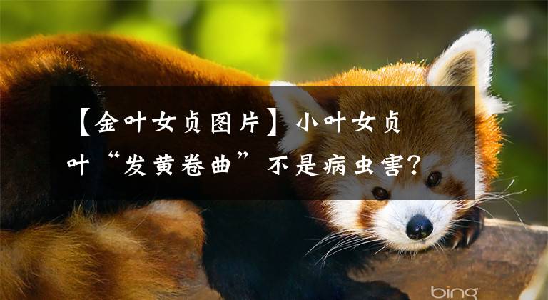 【金叶女贞图片】小叶女贞嫰叶“发黄卷曲”不是病虫害？原因何在？