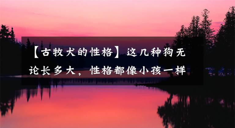【古牧犬的性格】这几种狗无论长多大,性格都像小孩一样