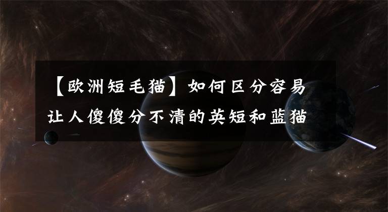 【欧洲短毛猫】如何区分容易让人傻傻分不清的英短和蓝猫?