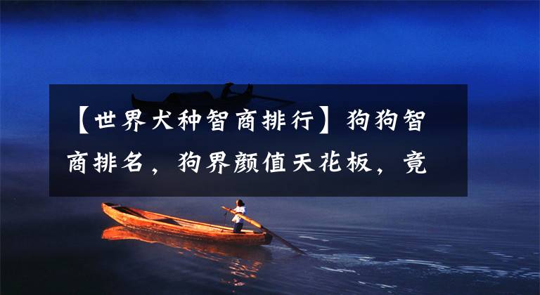 【世界犬种智商排行】狗狗智商排名,狗界颜值天花板,竟是用智商换的