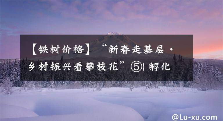 【铁树价格】“新春走基层•乡村振兴看攀枝花”⑤| 孵化“梦工厂”让农民创新创业有底气