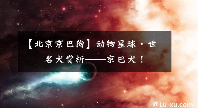 【北京京巴狗】动物星球·世界名犬赏析——京巴犬!