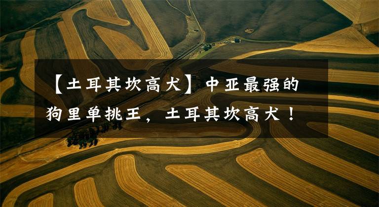 【土耳其坎高犬】中亚最强的狗里单挑王,土耳其坎高犬!