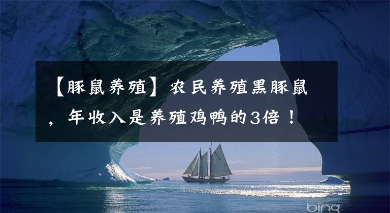 【豚鼠养殖】农民养殖黑豚鼠,年收入是养殖鸡鸭的3倍!