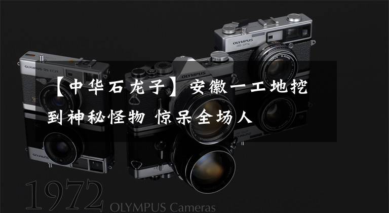 【中华石龙子】安徽一工地挖到神秘怪物 惊呆全场人