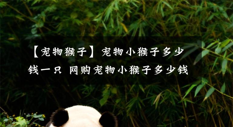 【宠物猴子】宠物小猴子多少钱一只 网购宠物小猴子多少钱