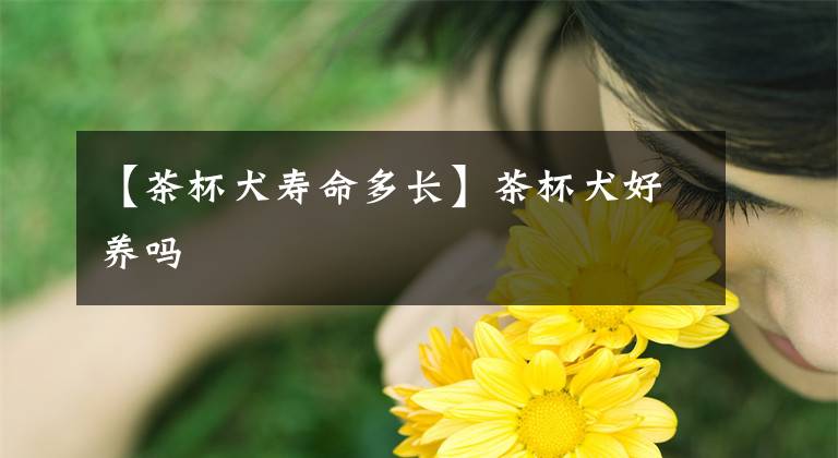 【茶杯犬寿命多长】茶杯犬好养吗