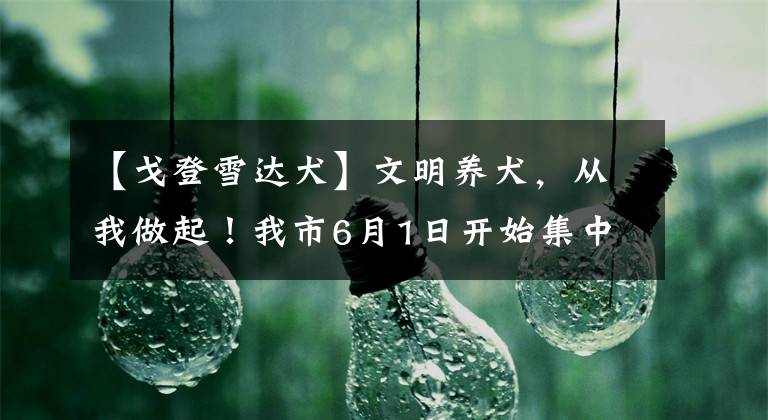 【戈登雪达犬】文明养犬,从我做起!我市6月1日开始集中办理《养犬登记证》